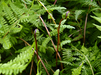 Hardy Fern Athyrium felix-femina 'Lady in Red'